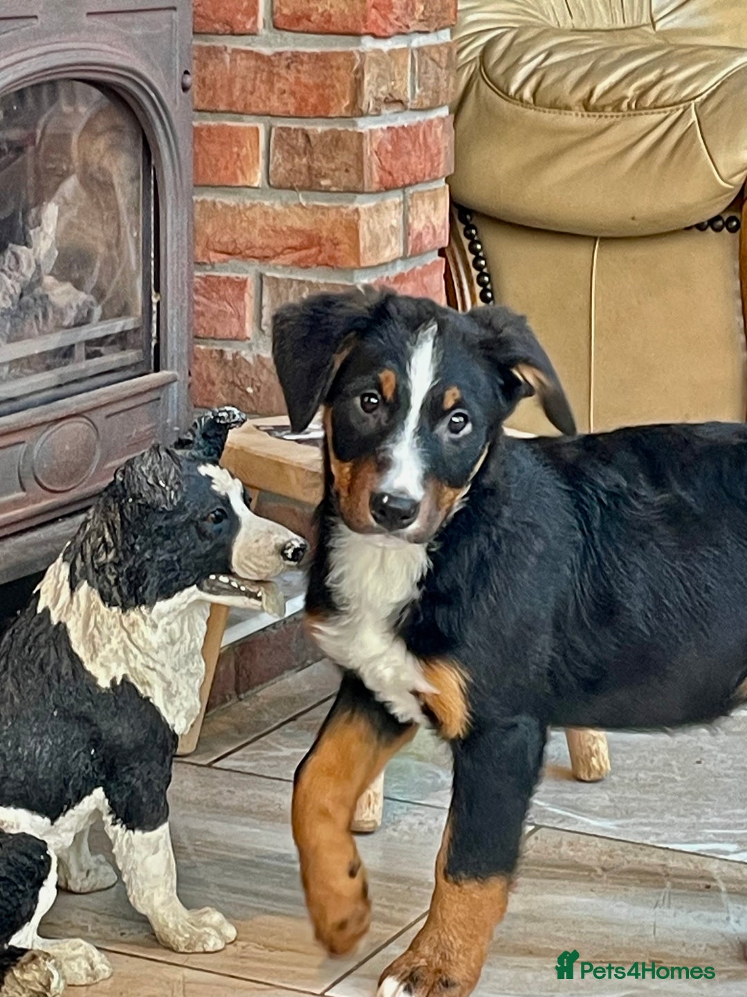 Bernese Mountain Dog dogs for sale: Boys and girls ready  - Advert 4
