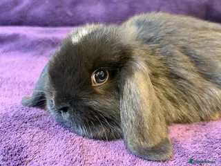 Mini Lop rabbits beautiful friendly mini lops - Advert 11