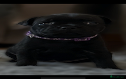 Staffordshire Bull Terrier dogs for sale: Paws Above The Rest  - Image 15
