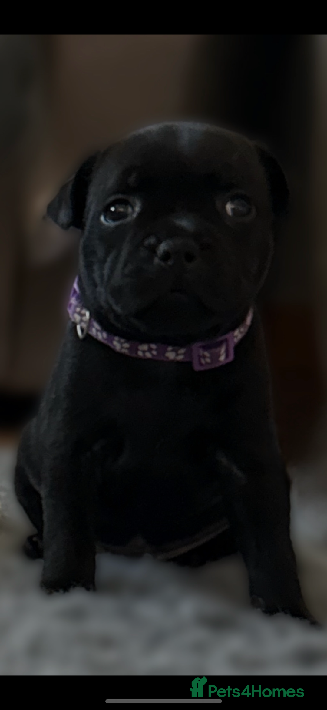 Staffordshire Bull Terrier dogs for sale: Paws Above The Rest  - Image 15