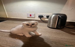 Scottish Fold cats for sale: Scottish Fold Kittens Ready for Loving Homes - Image 9
