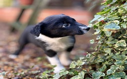 Border Collie dogs for sale: 8 week old border collie puppies  - Advert 4