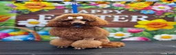 Toy Poodle dogs for stud: Stud only - Advert 4