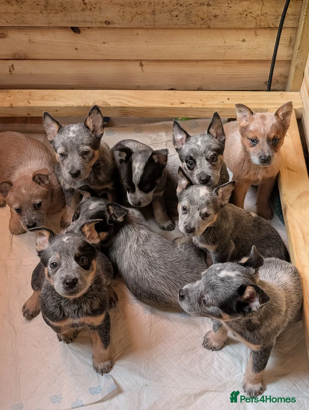 Australian Cattle Dog dogs for sale: Cattle Dog Puppies - Advert 1