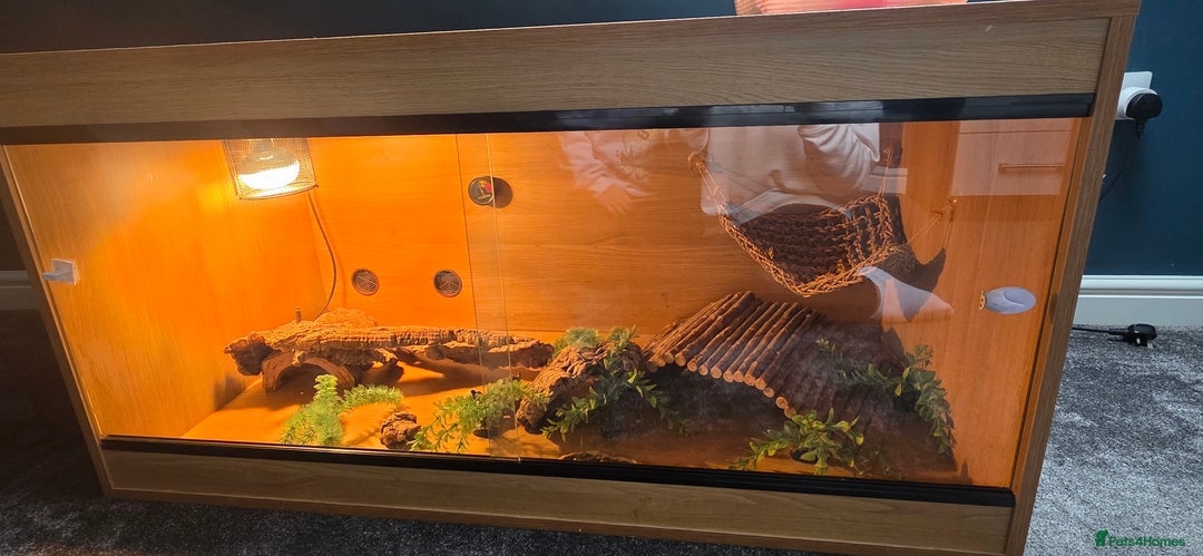 Bearded Dragon reptiles for sale: Travis the Bearded Dragon plus setup  - Image 10