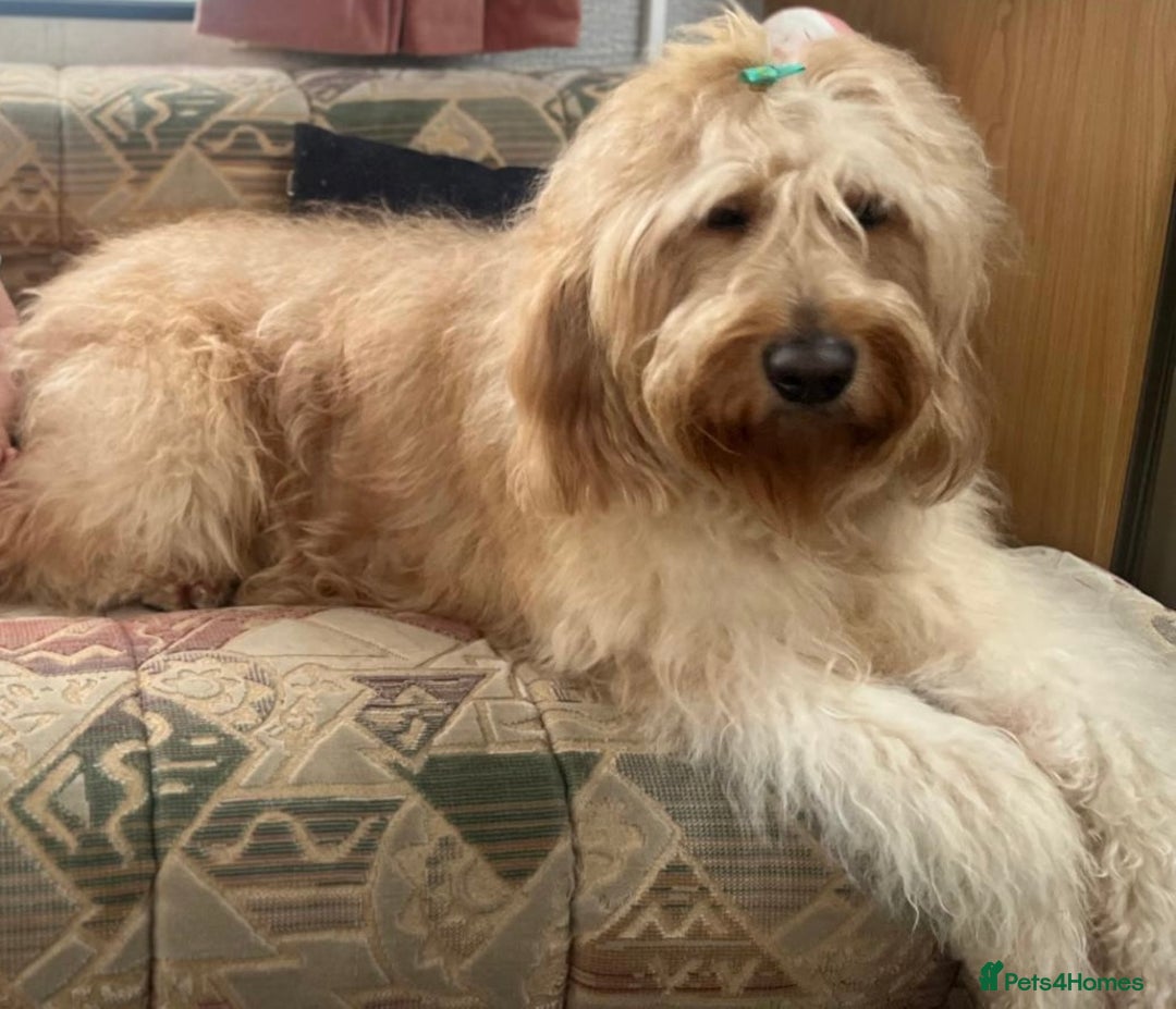 Goldendoodle dogs for sale: Beautiful F2 Goldendoodle Puppies  - Advert 12
