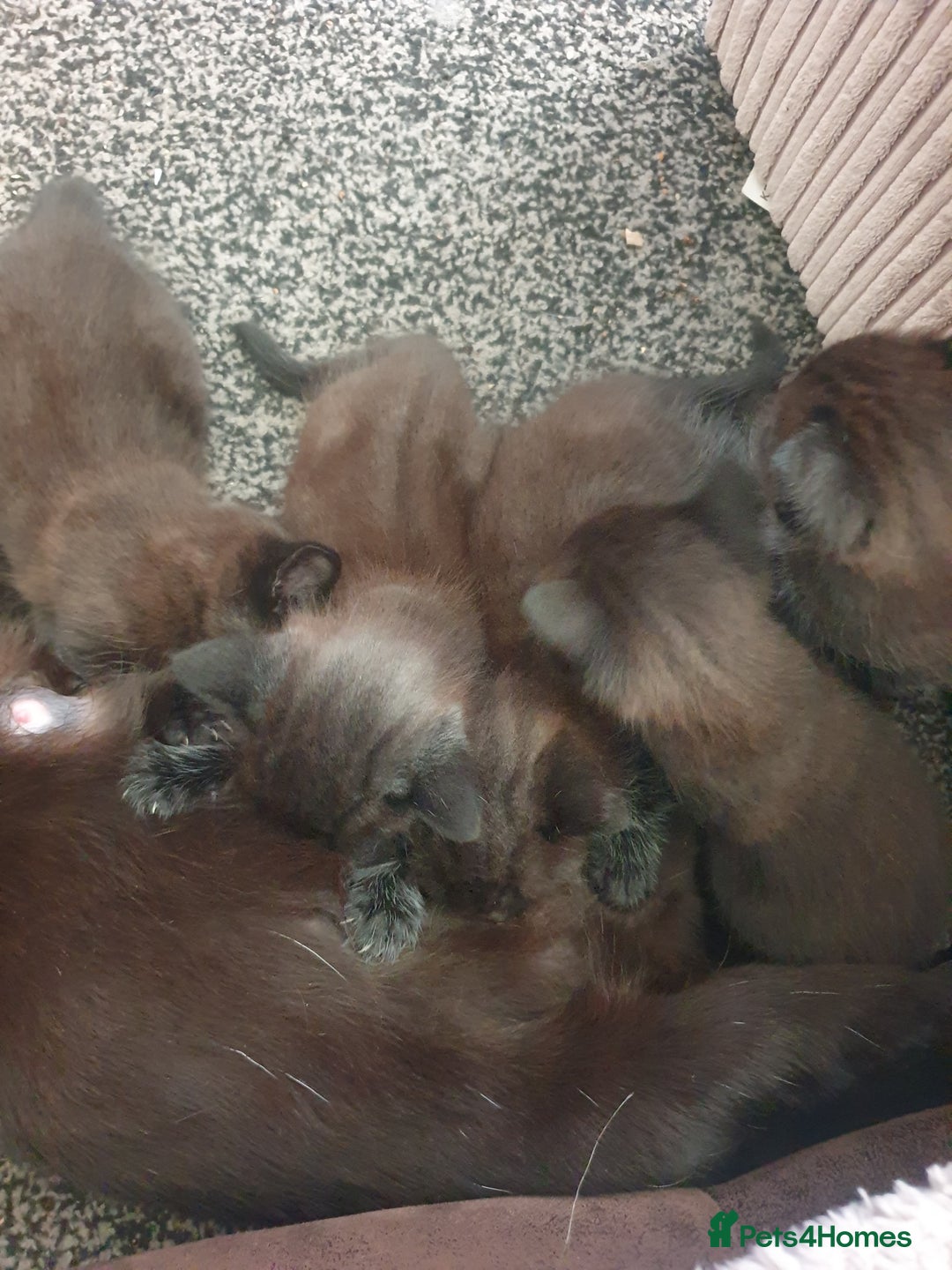 British Shorthair cats for sale: 5 Adorable Kittens  - Image 5