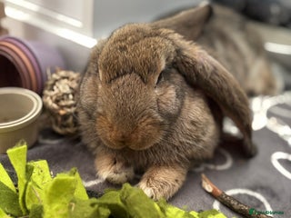 Continental Giant rabbits Míro The Continental Giant Rabbit - Advert 2