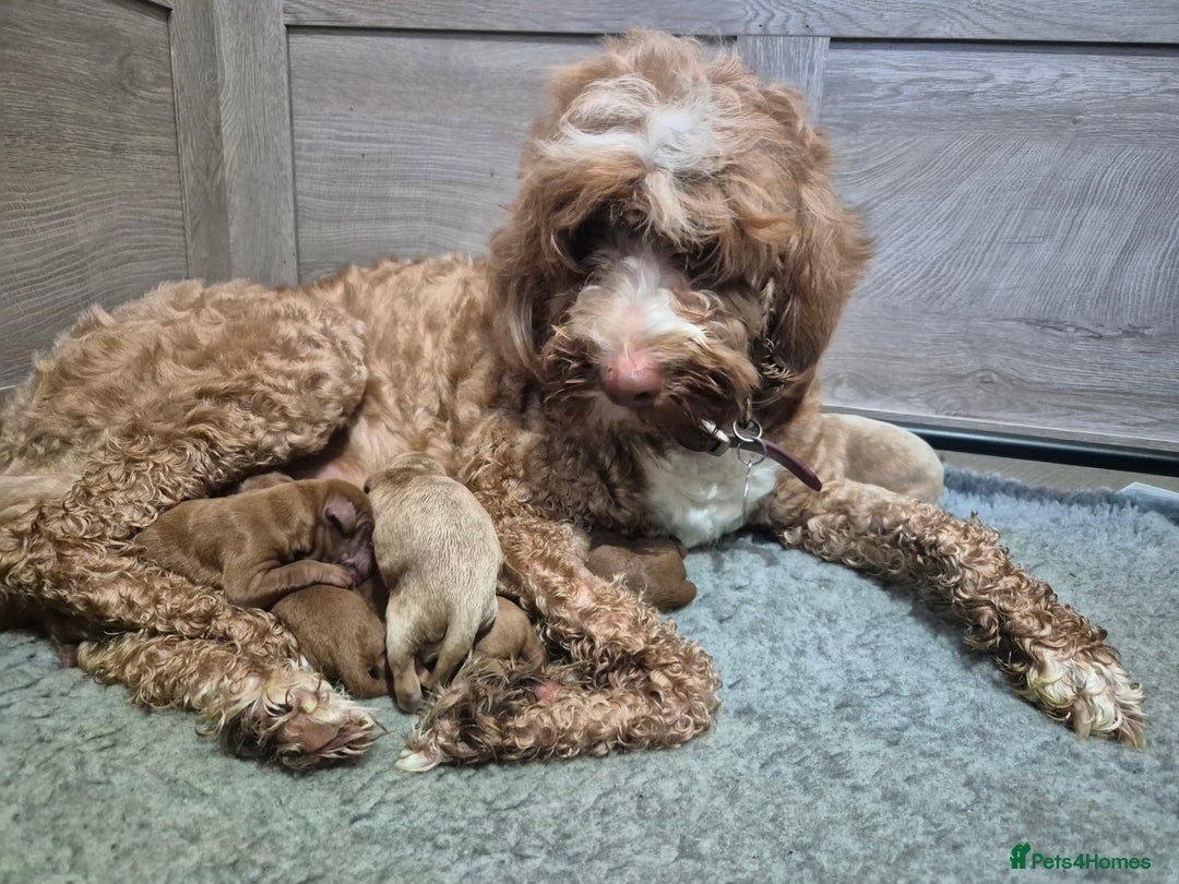 Australian Labradoodle dogs for sale: 1 boy and 1 girl left - Advert 16