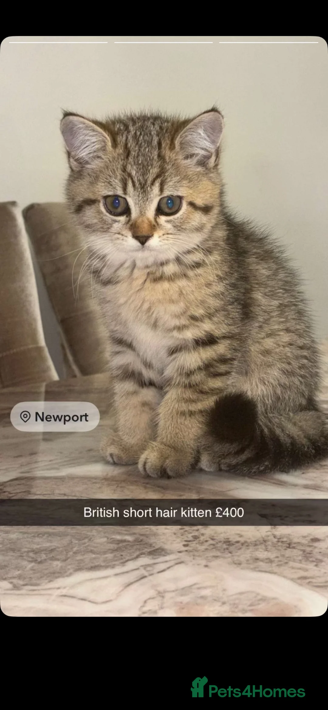 British Shorthair cats for sale: miss marie  in Newport - Advert 4