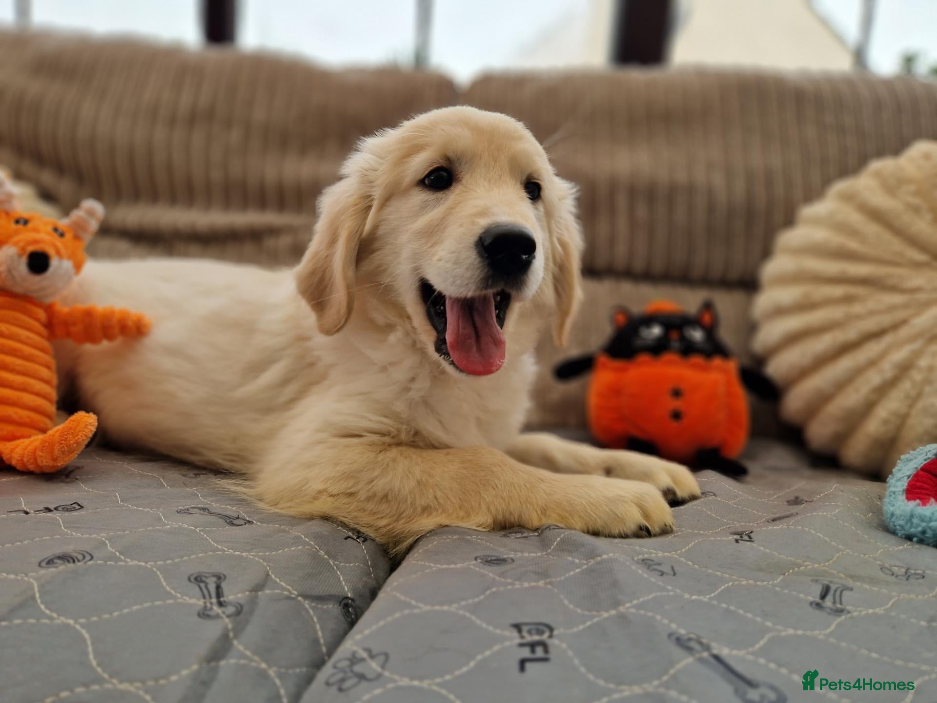 Golden Retriever dogs for sale: Quality Golden Retriever Puppies - Advert 2