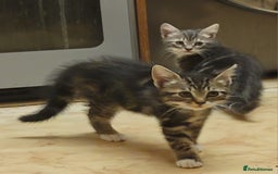 Mixed Breed cats for sale: 2 boys and 1 girl - Image 21