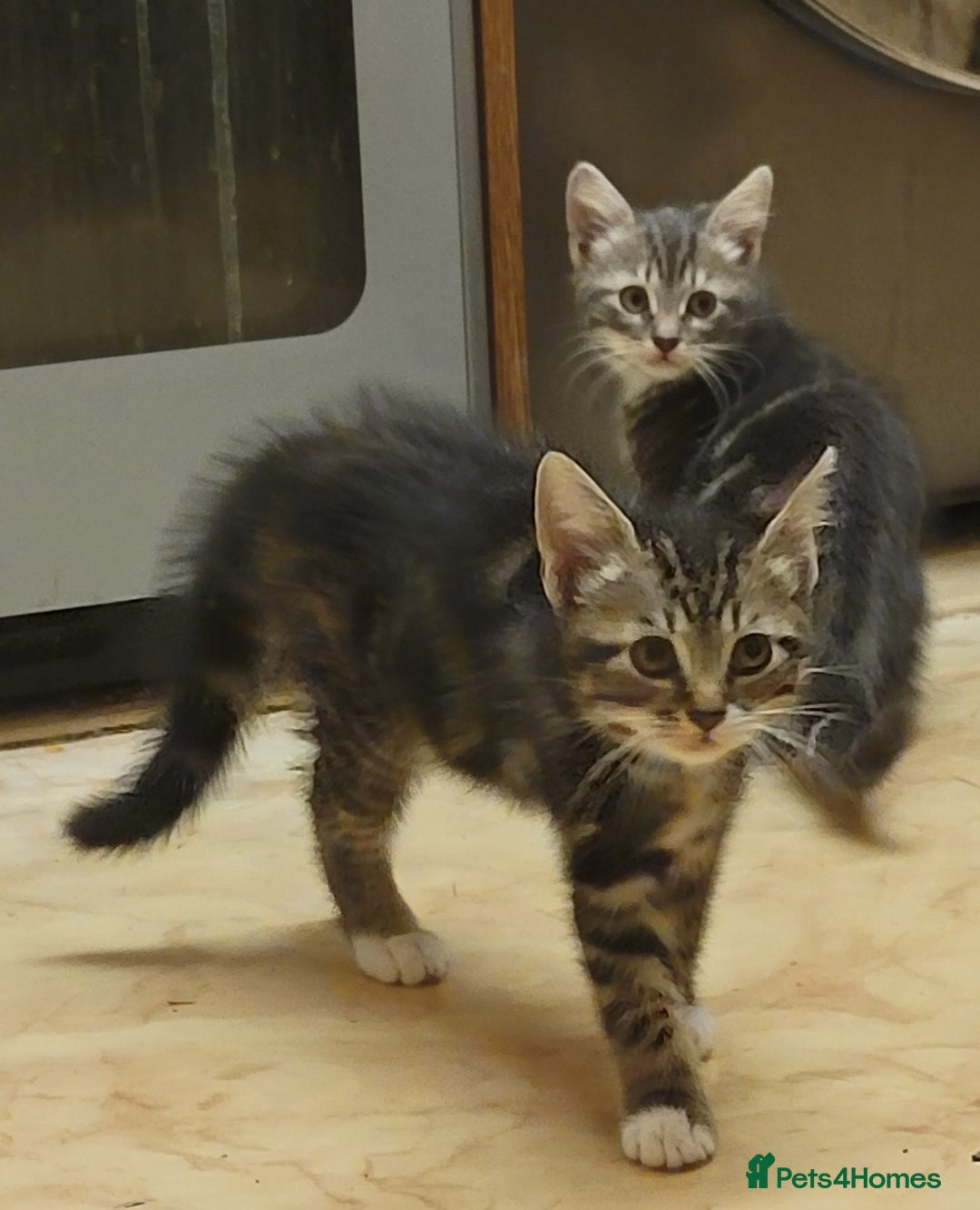 Mixed Breed cats for sale: 2 boys and 1 girl - Image 21
