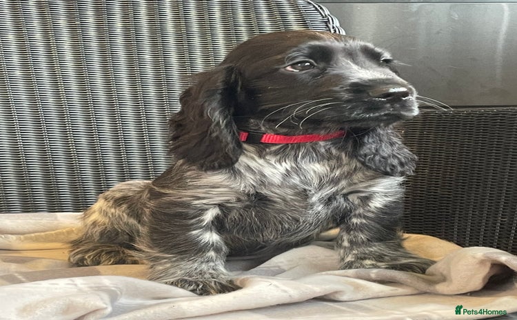 Cocker Spaniel dogs - Advert 14