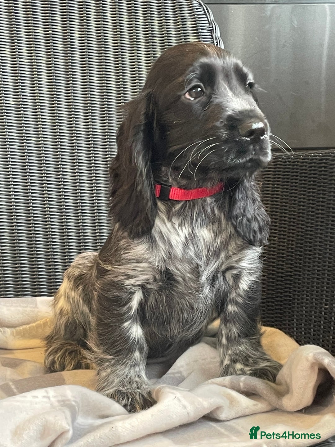 Dog Price Female Cocker Spaniel For Sale Near Me Chocolate Cocker