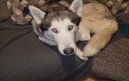 Siberian Husky dogs for stud: Breader - Image 1