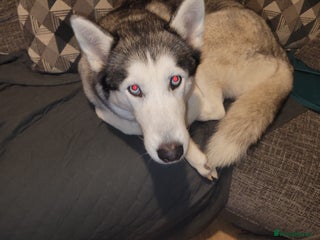 Siberian Husky dogs - Advert 1