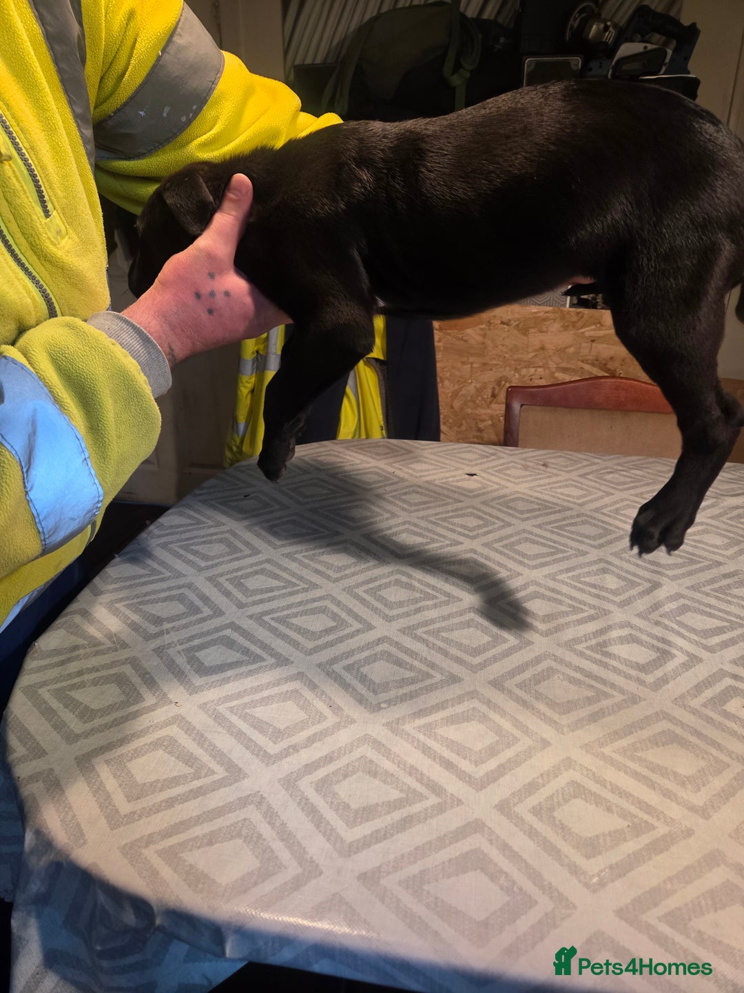 Mixed Breed dogs for sale: Bullcros  - Advert 8