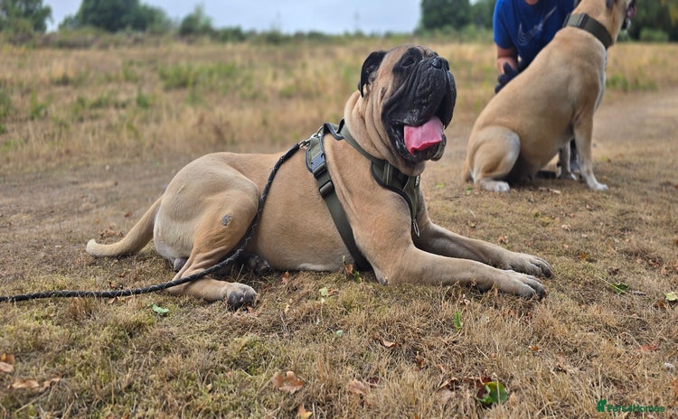 Bullmastiff dogs - Advert 2