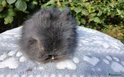 Lionhead rabbits for sale: Stunning DM Lionhead baby rabbits RTR - Image 7