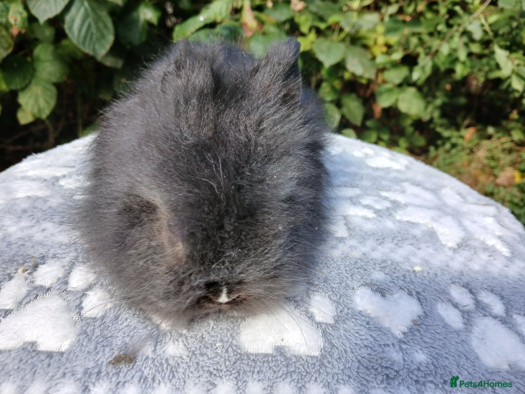 Lionhead rabbits for sale: Stunning DM Lionhead baby rabbits RTR - Image 7