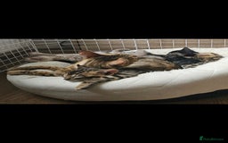 Bengal cats for sale: Male bengal - last kitten left - Image 14