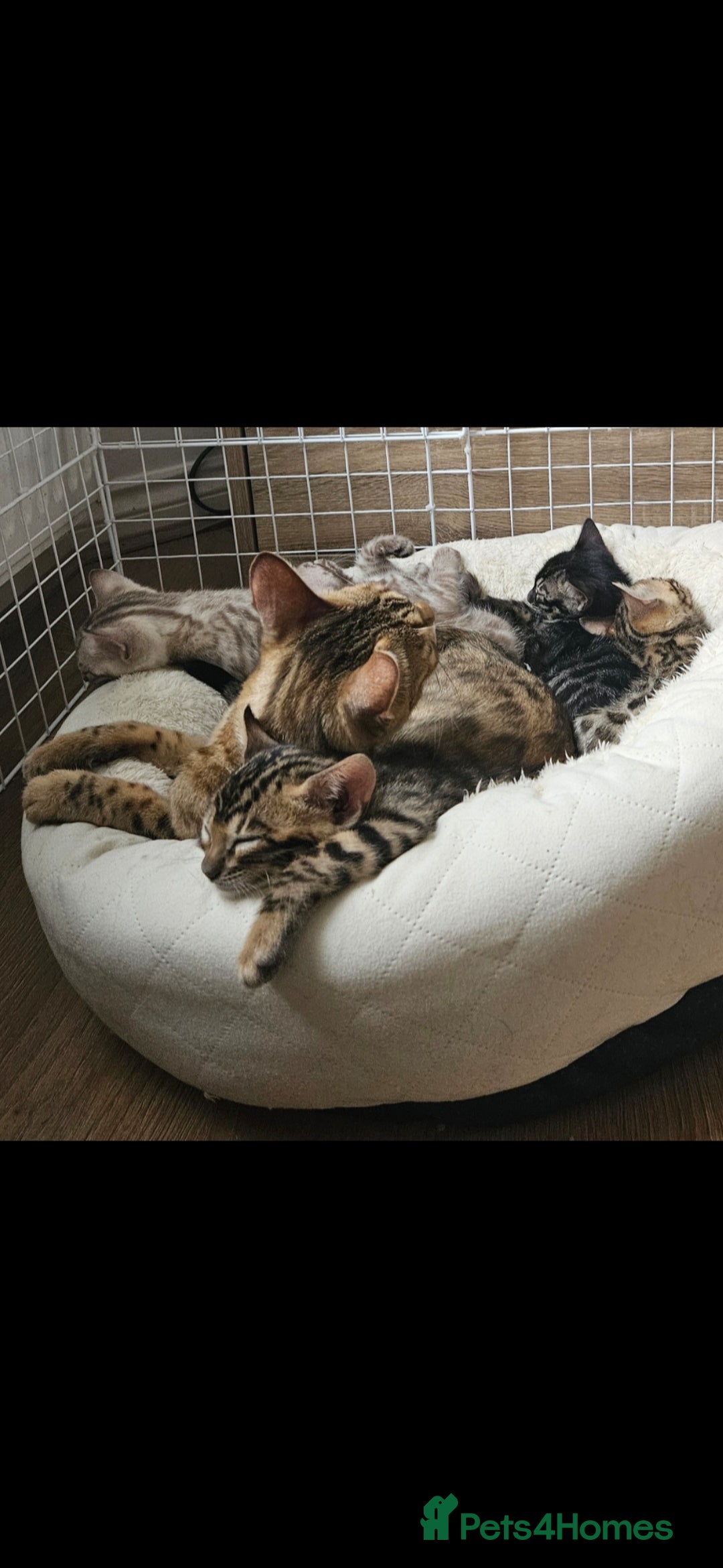 Bengal cats for sale: Male bengal - last kitten left - Image 14