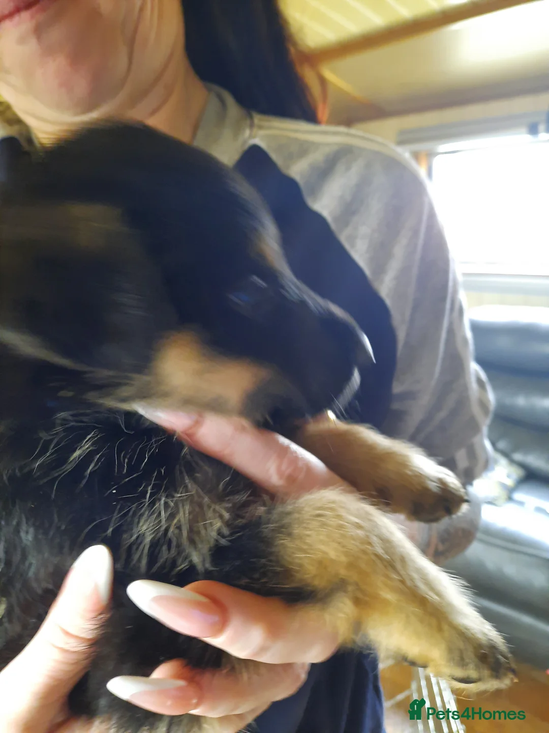 Mixed Breed dogs for sale: Rottweiler X German Shepherd Puppies  in Bristol - Advert 37