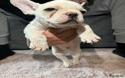 French Bulldog dogs for sale: French Bulldog Puppies for Sale Top Quality,  - Image 12