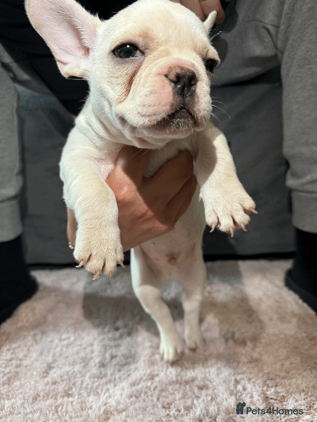 French Bulldog dogs for sale: French Bulldog Puppies for Sale Top Quality,  - Image 12