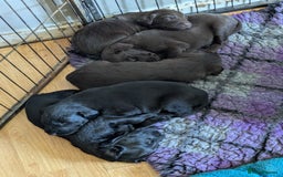 Flat coated Retriever dogs for sale: Flatcoated retriever puppies  - Image 5