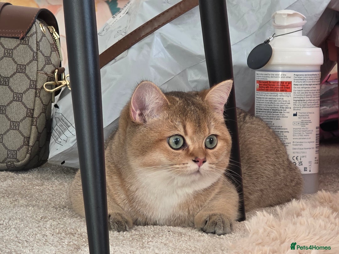 British Shorthair cats for sale: British Shorthair Pair for Sale – Pixey & Simba - Advert 15