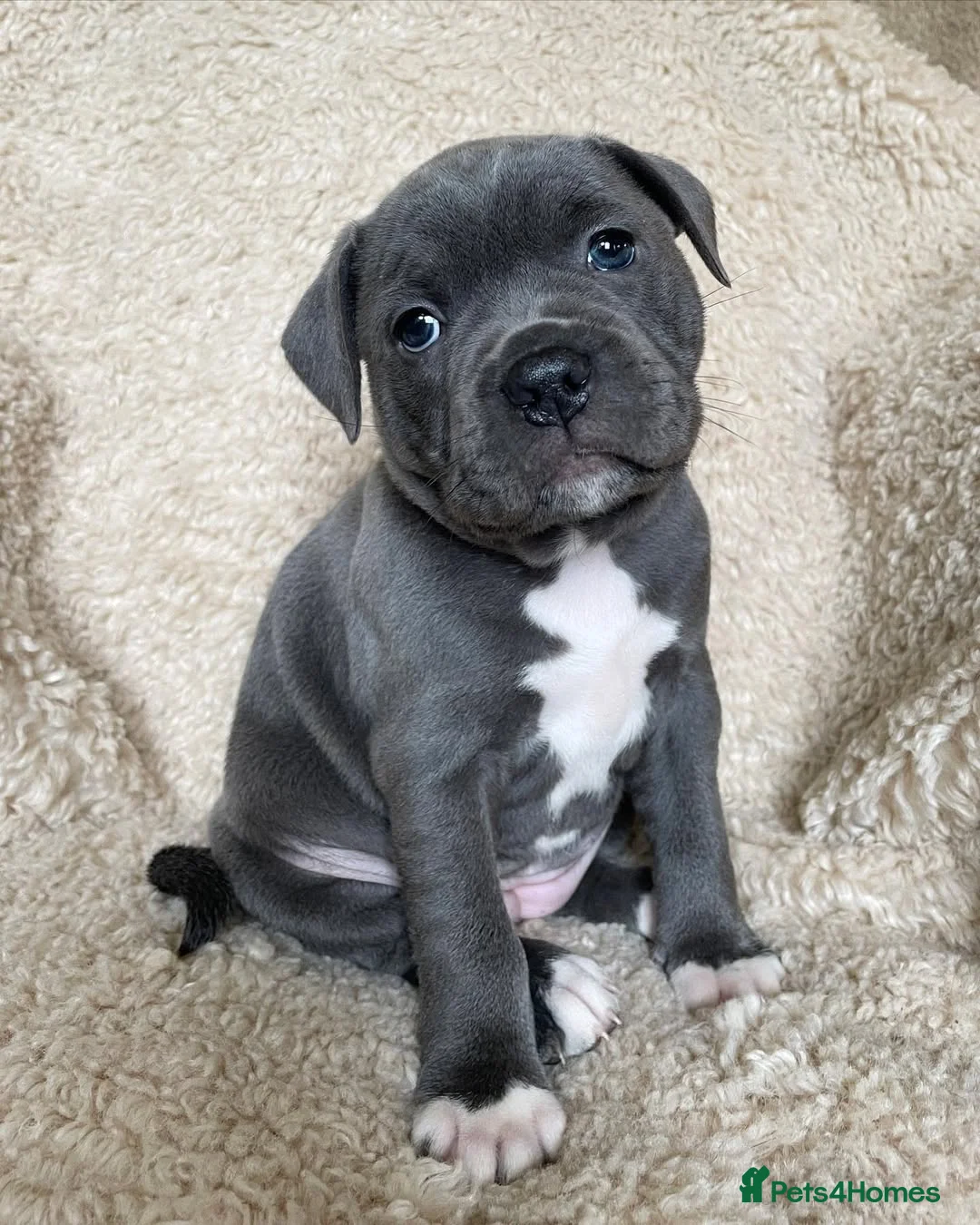 Staffordshire Bull Terrier dogs for sale: Quality Staffordshire Bull Terrier Puppies  in Woking - Advert 2