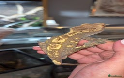 Gecko reptiles for sale: Mixed Crested geckos - Image 4