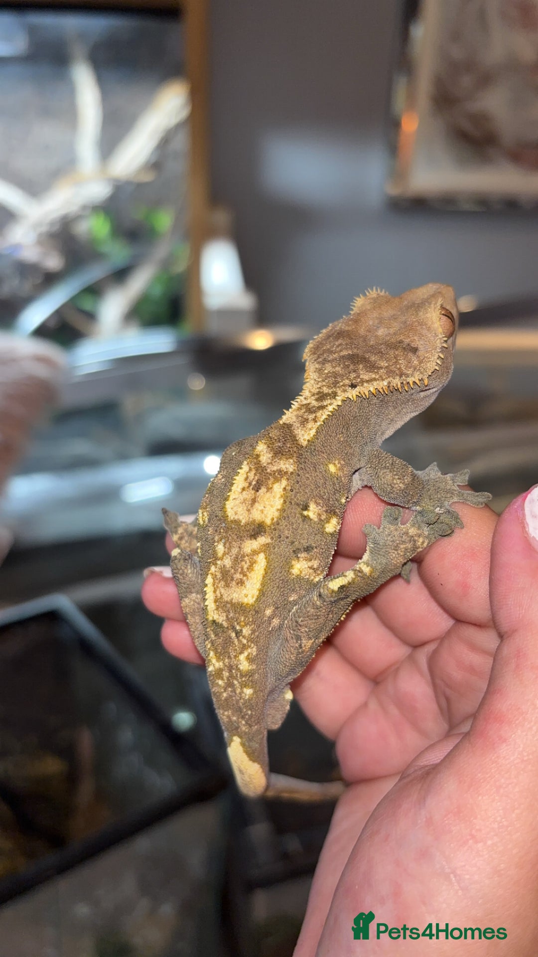 Gecko reptiles for sale: Mixed Crested geckos - Image 4