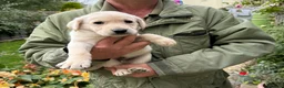 Labrador Retriever dogs for sale: Gorgeous litter of working labradors in Chipping Norton - Advert 5