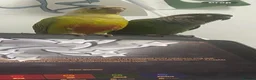 Conures birds for sale: Green cheeked conures in Manchester - Advert 2