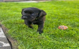 Labrador Retriever dogs for sale: Beautiful Labrador Puppies – 5 Girls & 3 Boys - Image 14