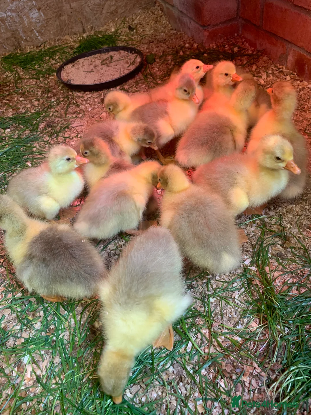 Mixed Breed livestock for sale: Embden white large stain goslings in Norwich - Advert 3