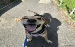 Mixed Breed dogs for adoption: Caleb – I year old, Handsome Hound Mix Boy 💙 - Image 2