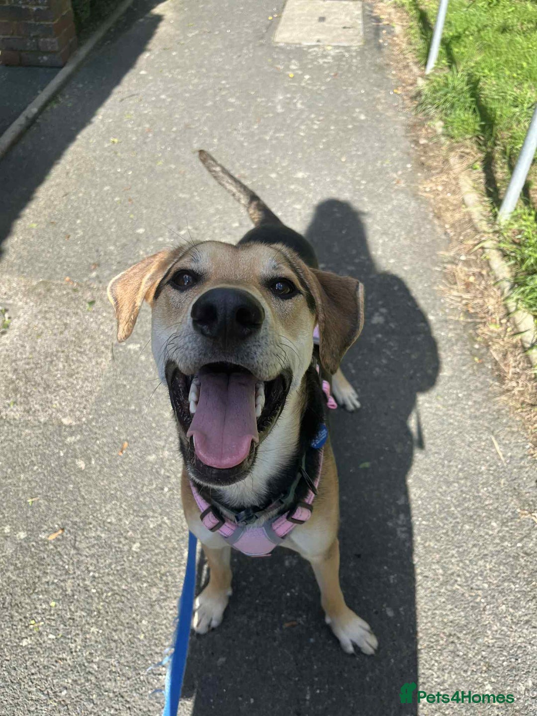 Mixed Breed dogs for adoption: Caleb – I year old, Handsome Hound Mix Boy 💙 - Image 2