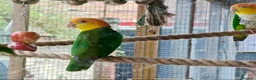 Parrots birds for sale: RARE Pair of Green-Thighed Caiques - Advert 3