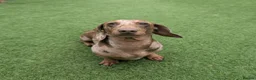 Miniature Dachshund dogs for stud: Chocolate and tan dapple miniature dachshund stud - Advert 2