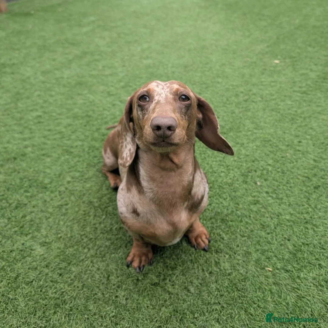 Miniature Dachshund dogs for stud: Chocolate and tan dapple miniature dachshund stud - Advert 2