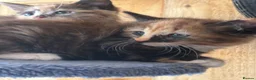 Mixed Breed cats for sale: Ginger and tortoise  kittens  - Advert 17