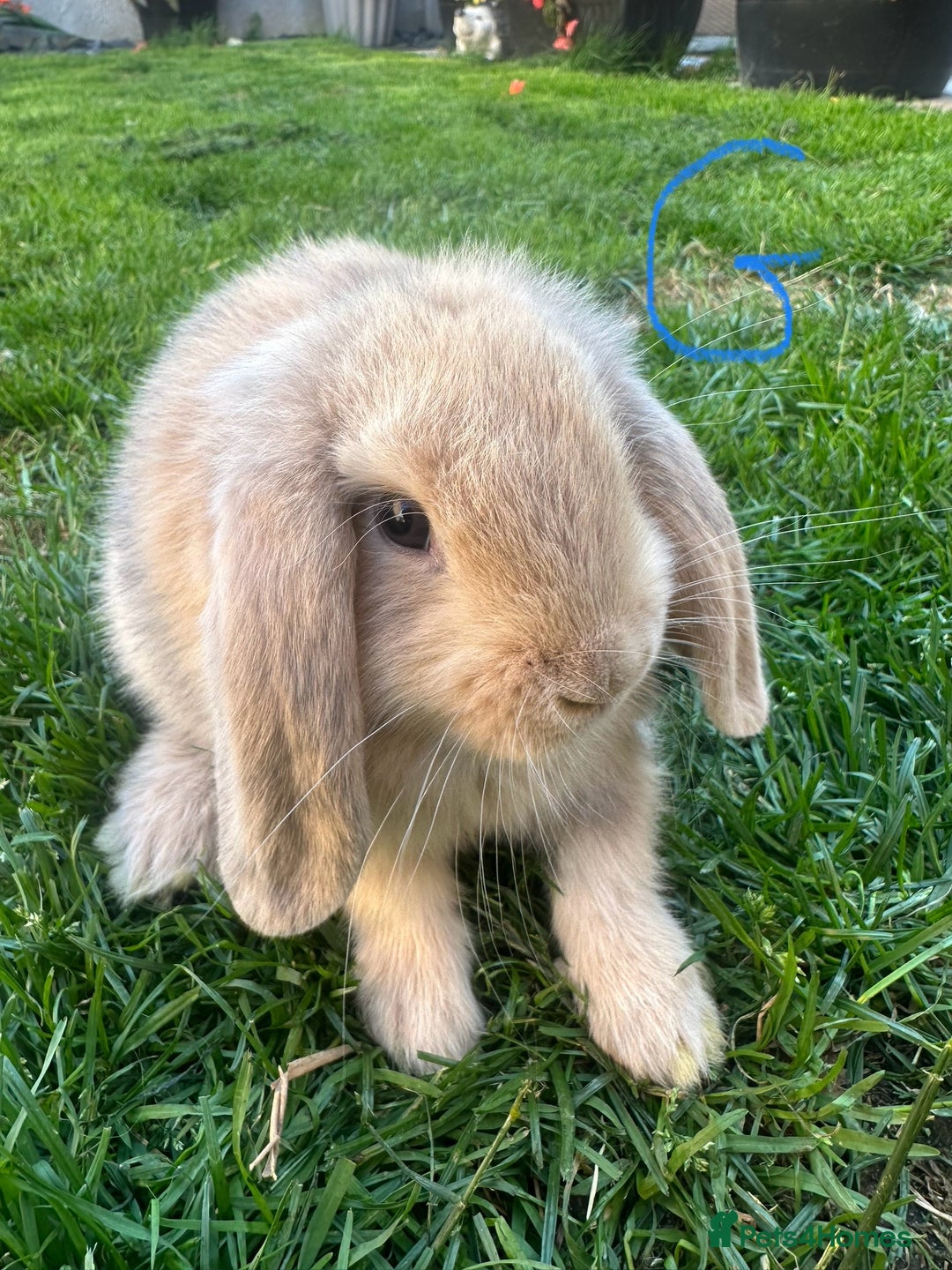Mini Lop rabbits for sale: Mini Lop Rabbits For Sale  - Image 8