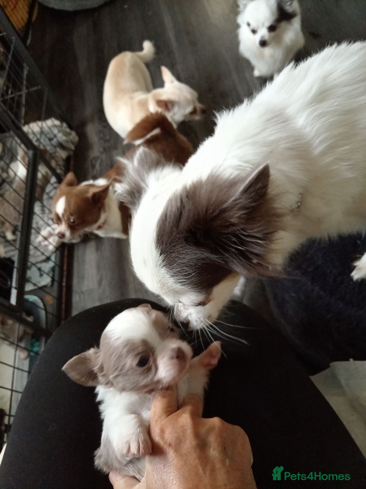 Chihuahua dogs Chihuahua puppy REDUCED PRICE - Advert 3