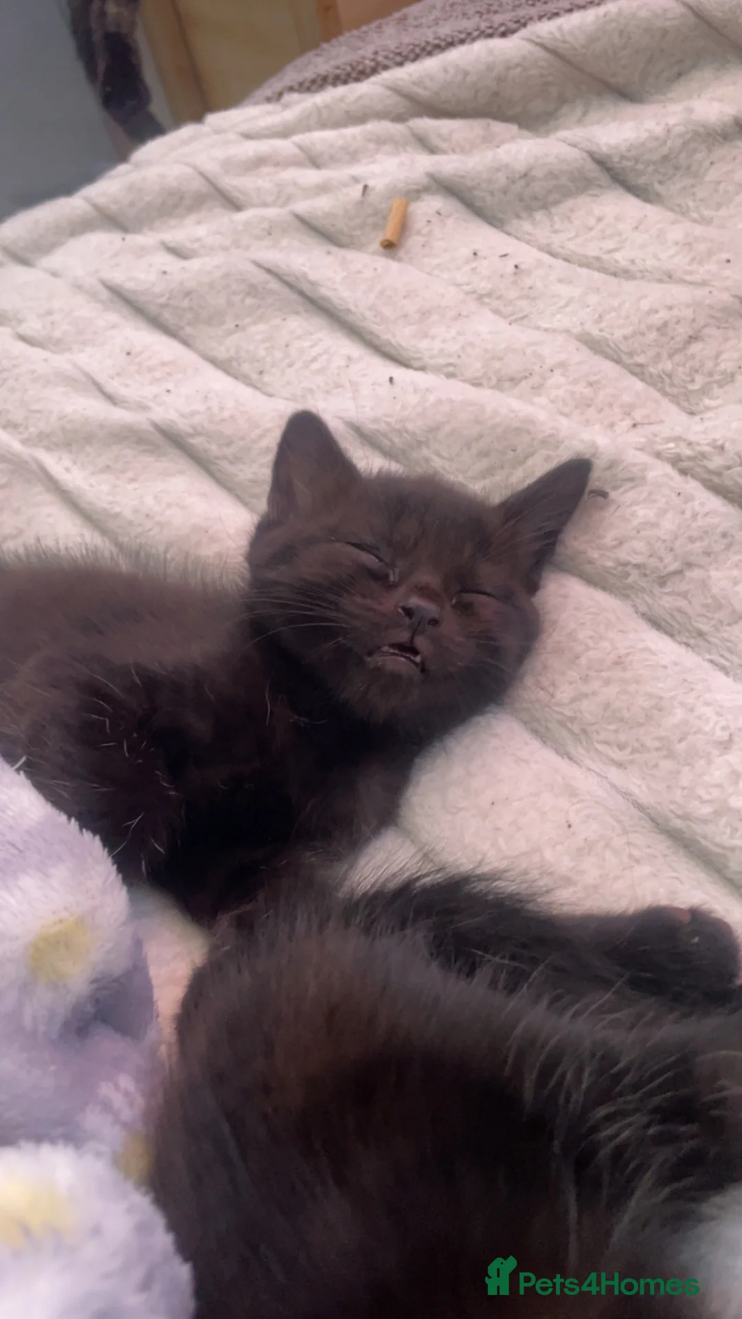 Mixed Breed cats for sale: Beautiful fluffy cuddly kittens for sale!!!  - Advert 3