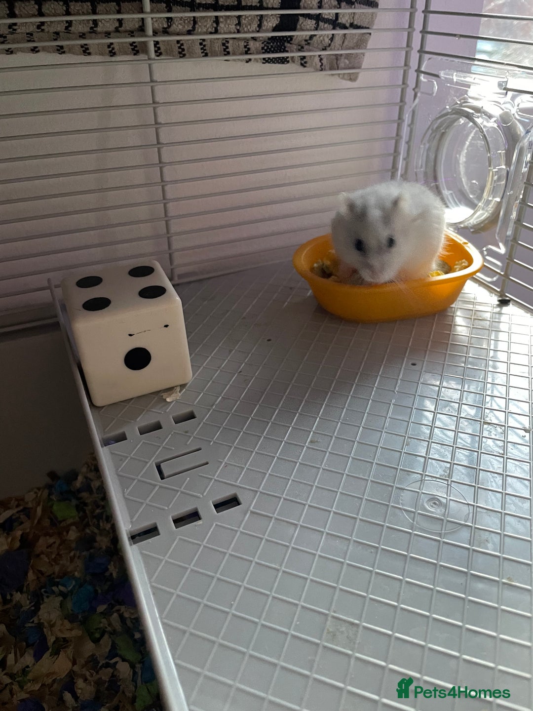 Hamster rodents for sale: Dwarf hamster for sale in Nottingham - Advert 2