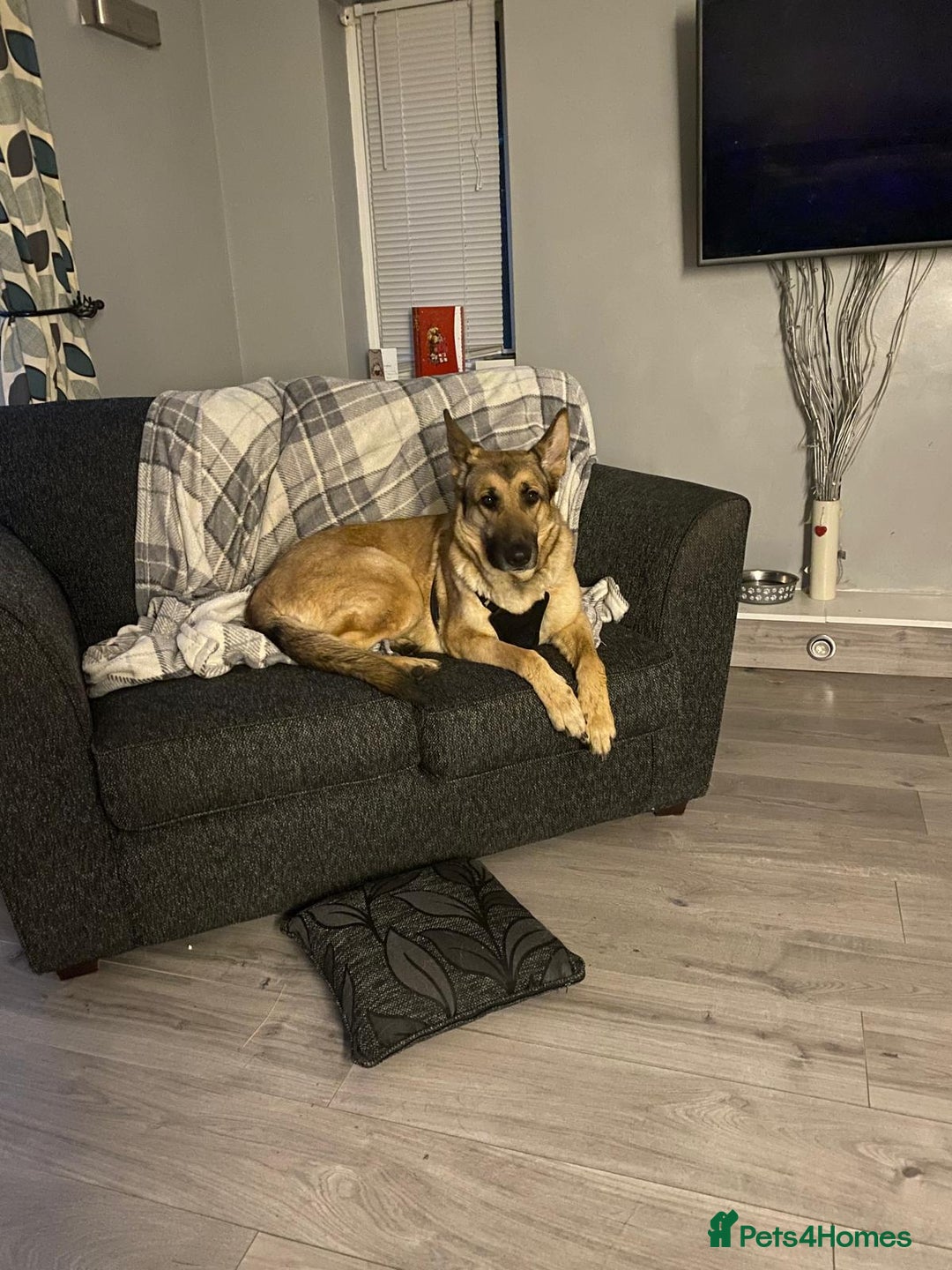 German Shepherd dogs for sale: Beautiful girl needs forever home - Advert 3